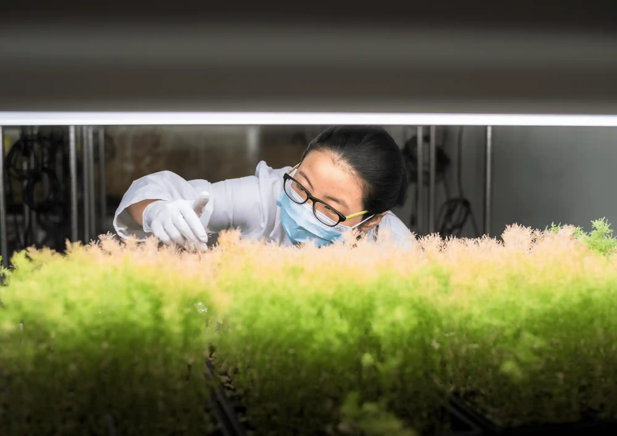 Plant Growth inside plant growth chamber